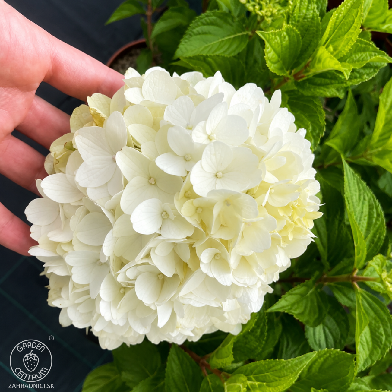 Obrázok Hortenzia metlinatá (Hydrangea paniculata) ´LIVING SUGAR RUSH® by LIVING CREATIONS® - výška 30-40 cm, kont. C2L